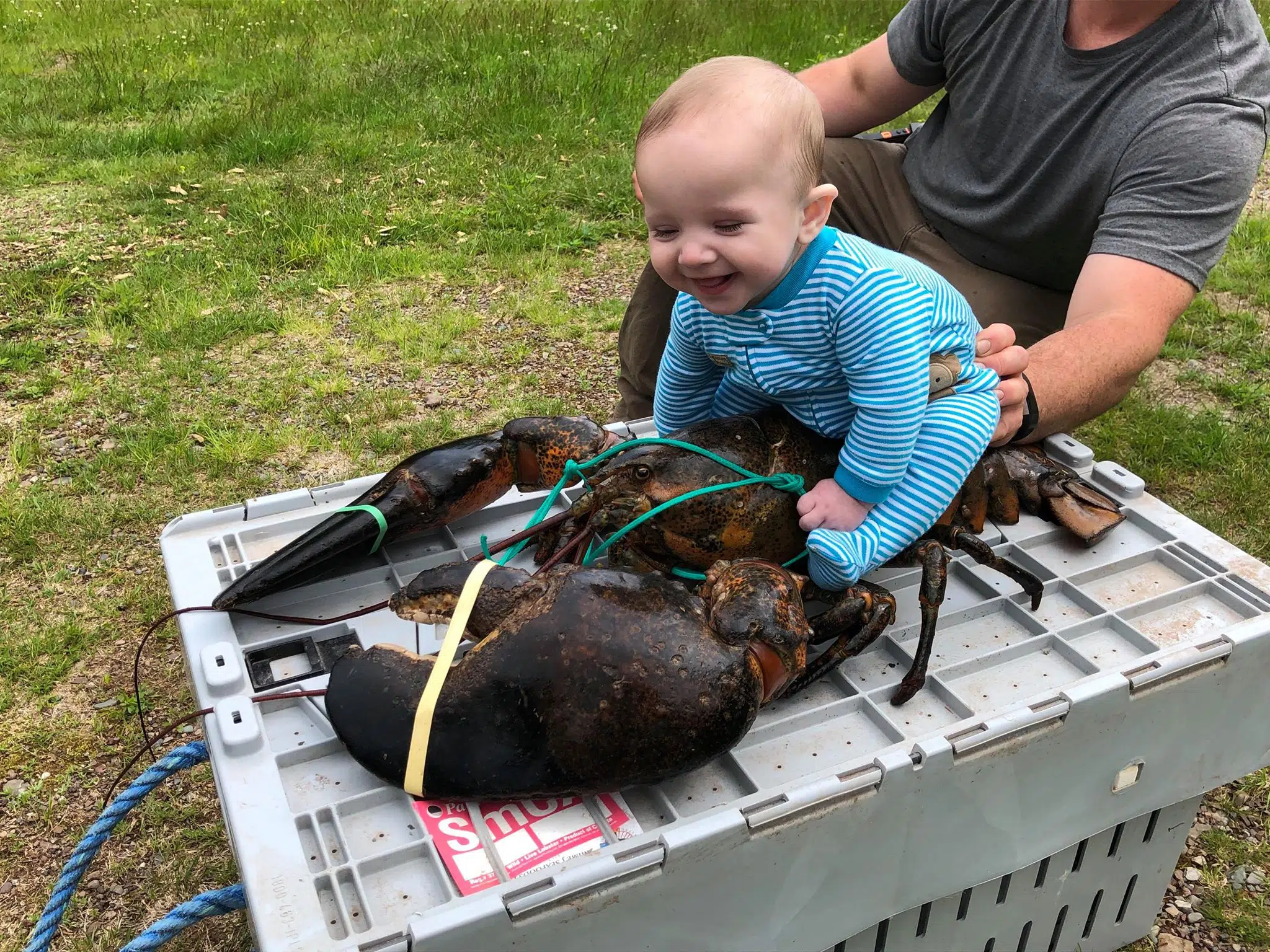 Lobster Season In Nb 2024 Jori Harriot