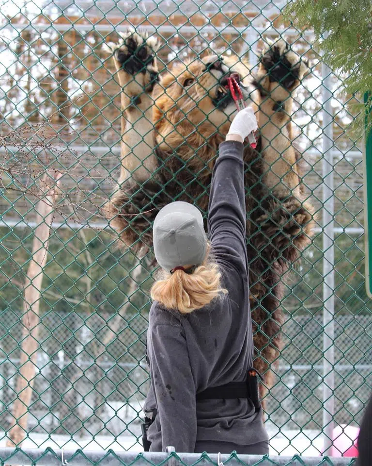 Zoo Brings Animals To People Virutually During Closure