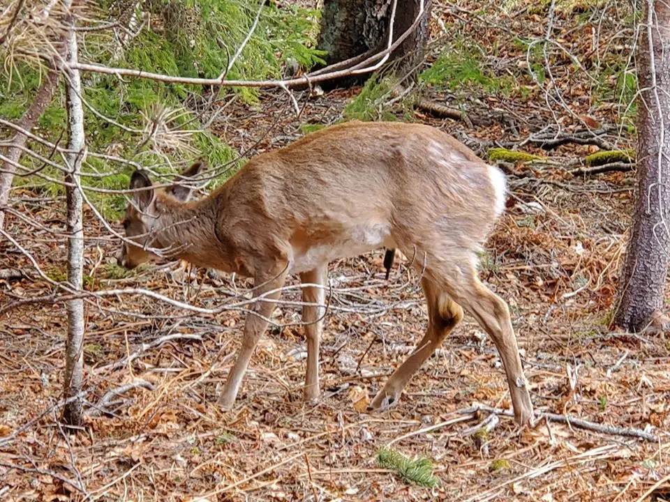 Young Deer Found With Arrow In Its Side