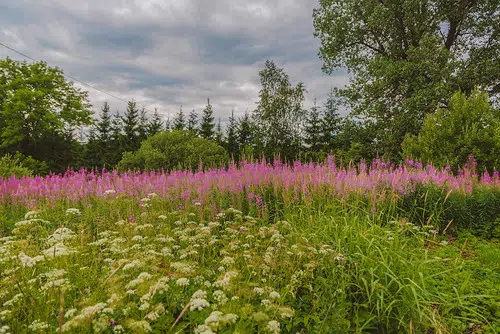 Native Plants To Help Native Wildlife