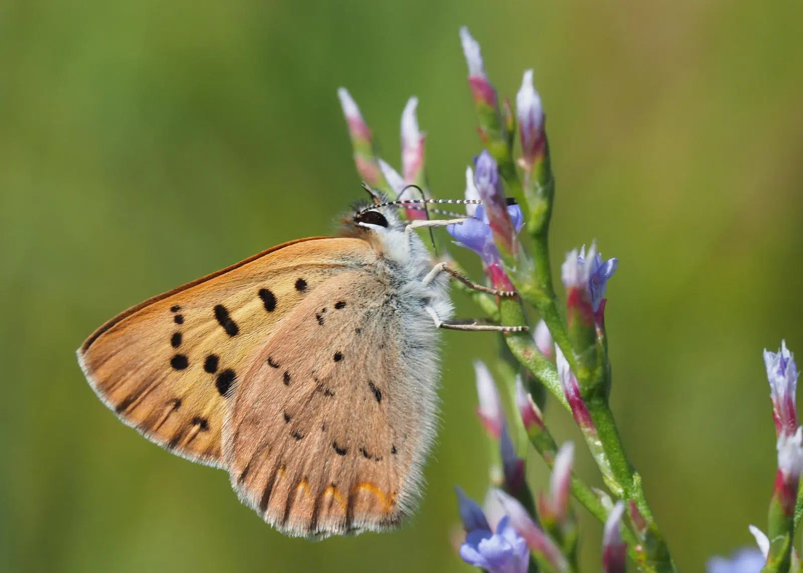 New Report Highlights Canada’s Unique Plants, Animals