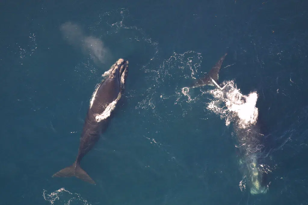 Crews Continue Search For Entangled Right Whales