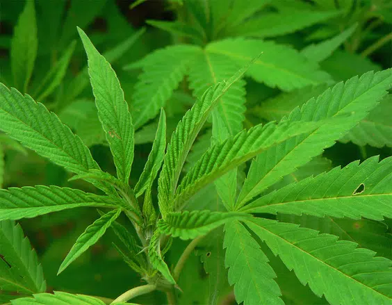 Cannabis Producer Closing Fredericton Facility