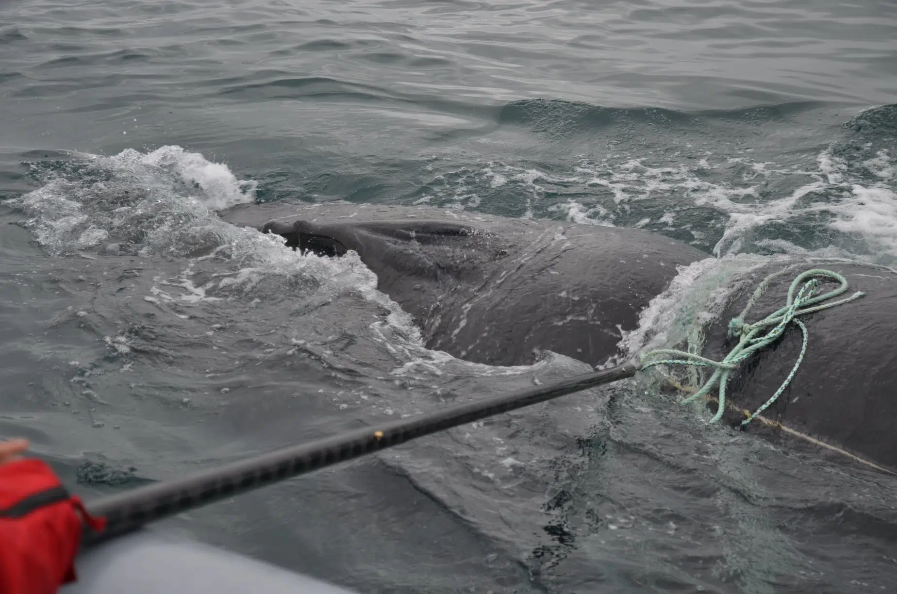 Entangled Humpback Whale Freed In Bay Of Fundy
