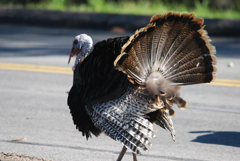 Wildlife Federation Welcomes Wild Turkey Hunt