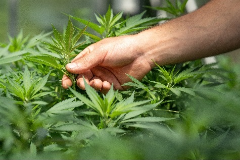 N.B. Cannabis Generates $244-Million In Crop Receipts; More Than Potatoes, Blueberries - Vimarsana News