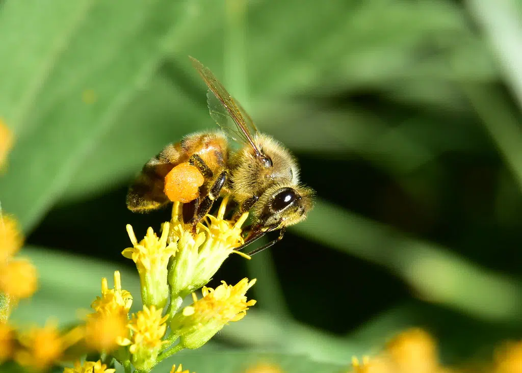 Quispamsis Residents Seek Help With Bee Feces Problem