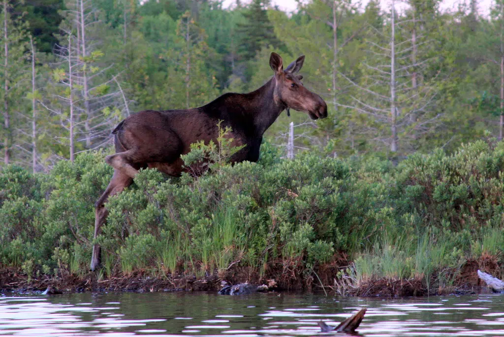 Application Period Underway For 2021 Moose Draw