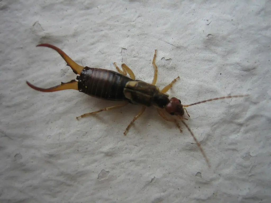Earwigs A Common Sight This Summer