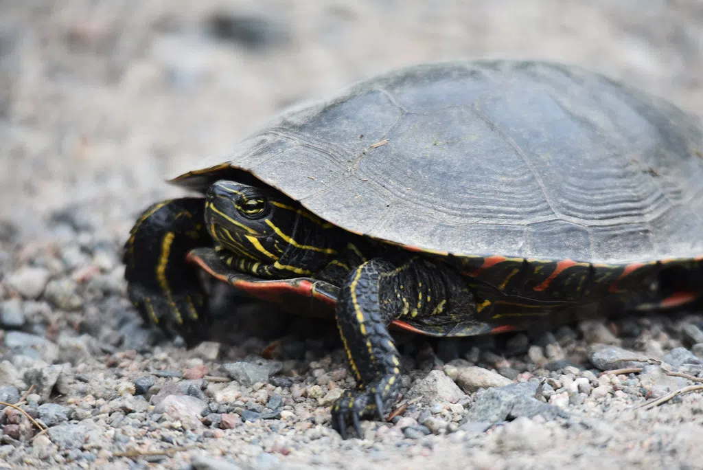 Nature Conservancy Asks Drivers To Watch Out For Turtles