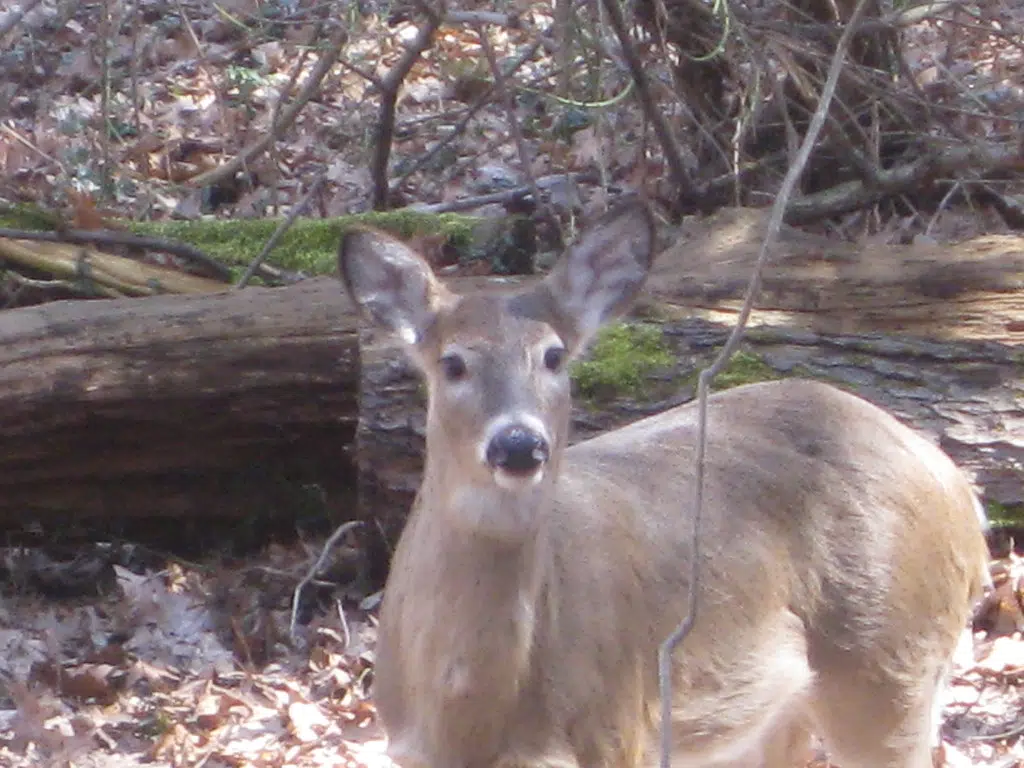 Antlerless Deer Draw Permits Rise For 2021 98.1 Charlotte FM