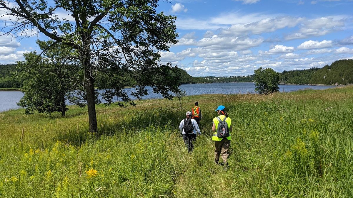 Study Looks At Saint John Harbour Wetlands - Vimarsana News