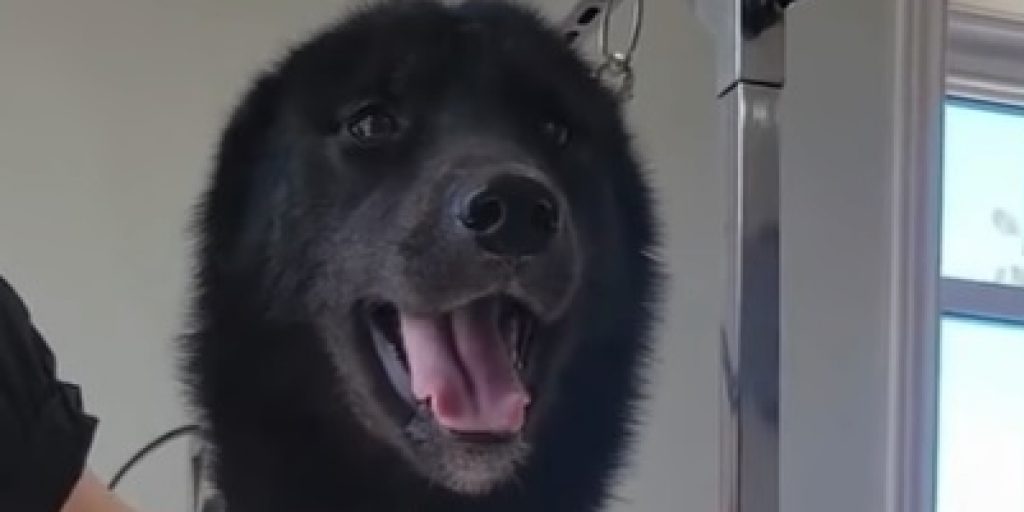 Seized Dogs Doing Well In Foster Care - Vimarsana News