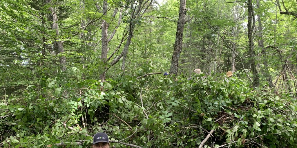 Cutting Back Glossy Buckthorn - Vimarsana News