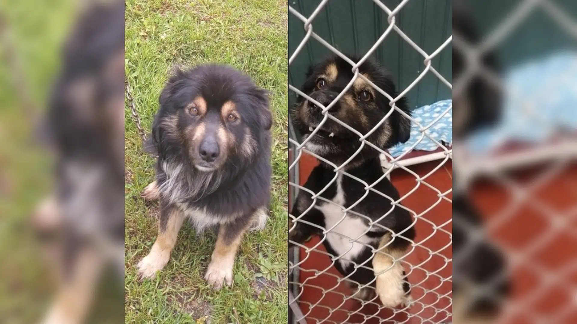 Dog Found With Chain Embedded In Its Neck SPCA 97.3 The Wave