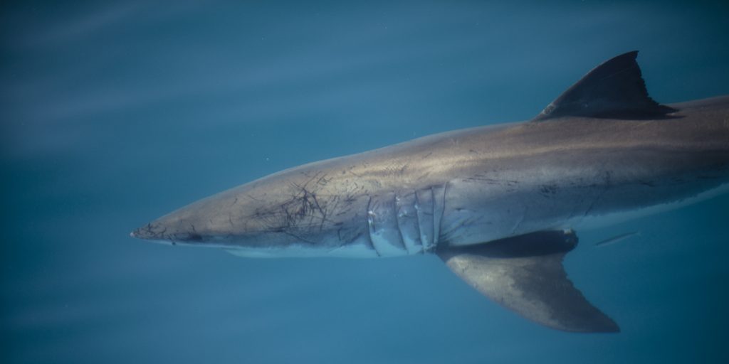 White Shark Named Crystal Detected Near Saint John - Vimarsana News
