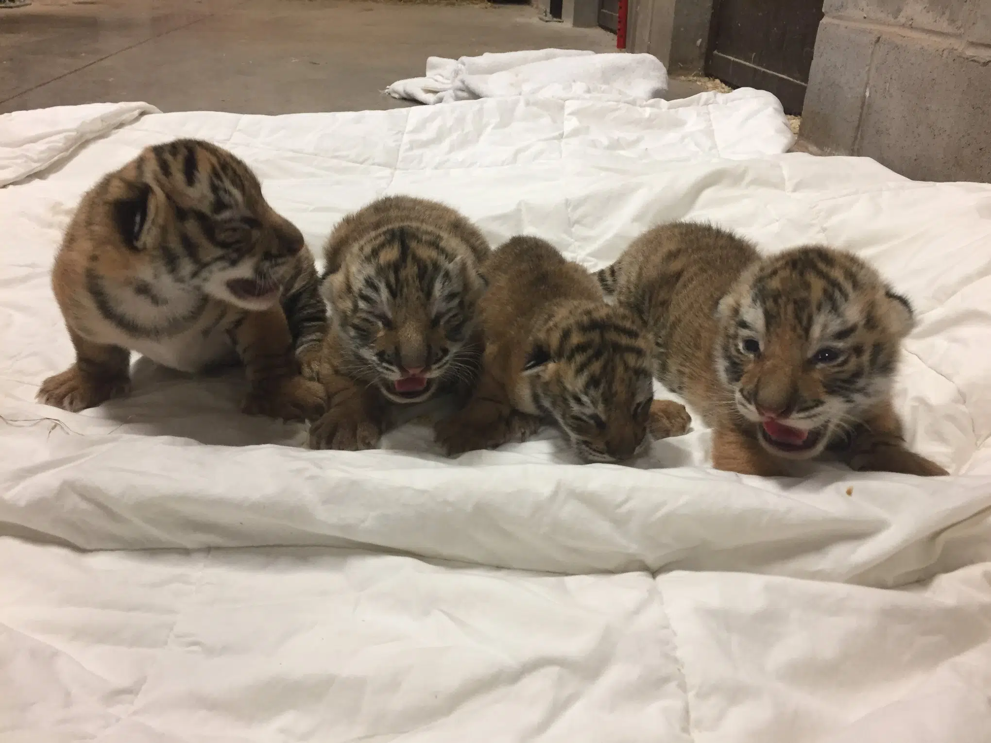 Smallest Tiger Cub Dies At Hill Zoo 98.1 Charlotte FM