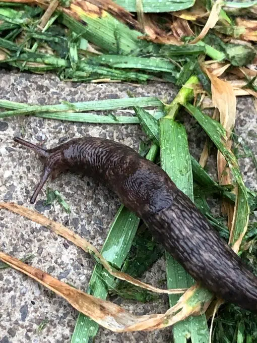 Names For Pet Slugs | Country 105 | Thunder Bay's Country