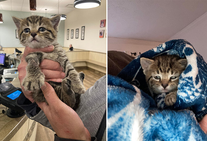 Watch : Amazing animal rescue of kitten - Vimarsana News