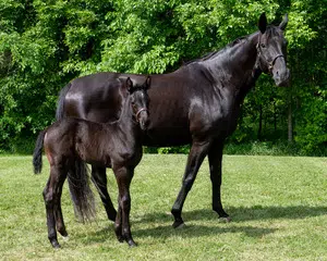 Help RCMP Name The Foals