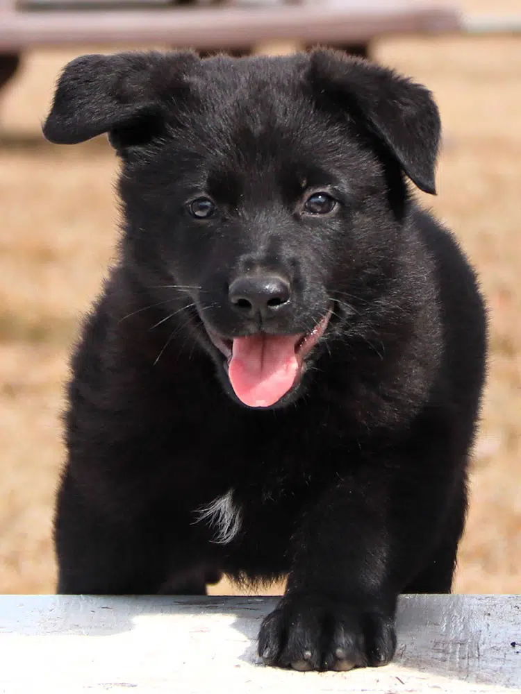 Winning RCMP Puppy Names Released