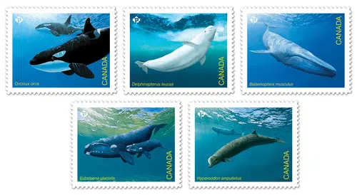 Stamps To Feature Canada's Endangered Whales