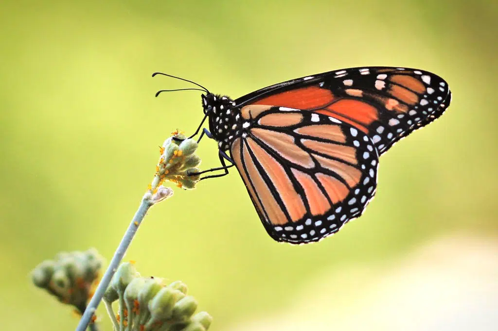 Monarch Butterflies Now On Endangered List