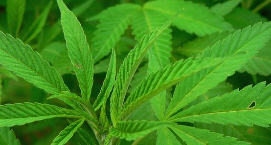 Proposed Pot Store Receiving More Study - Vimarsana News