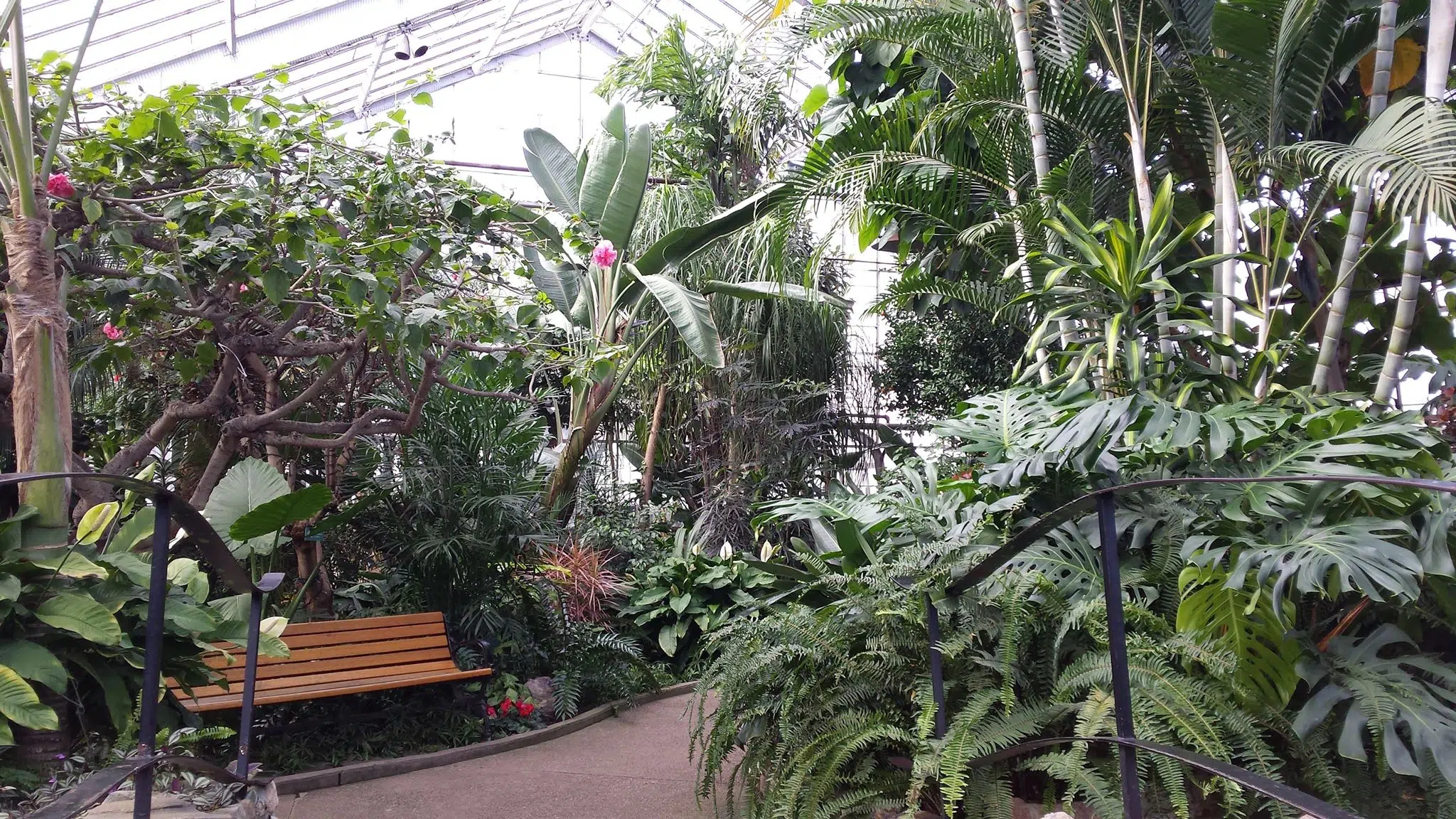 Friends of Conservatory “Ecstatic” Over Council Funding