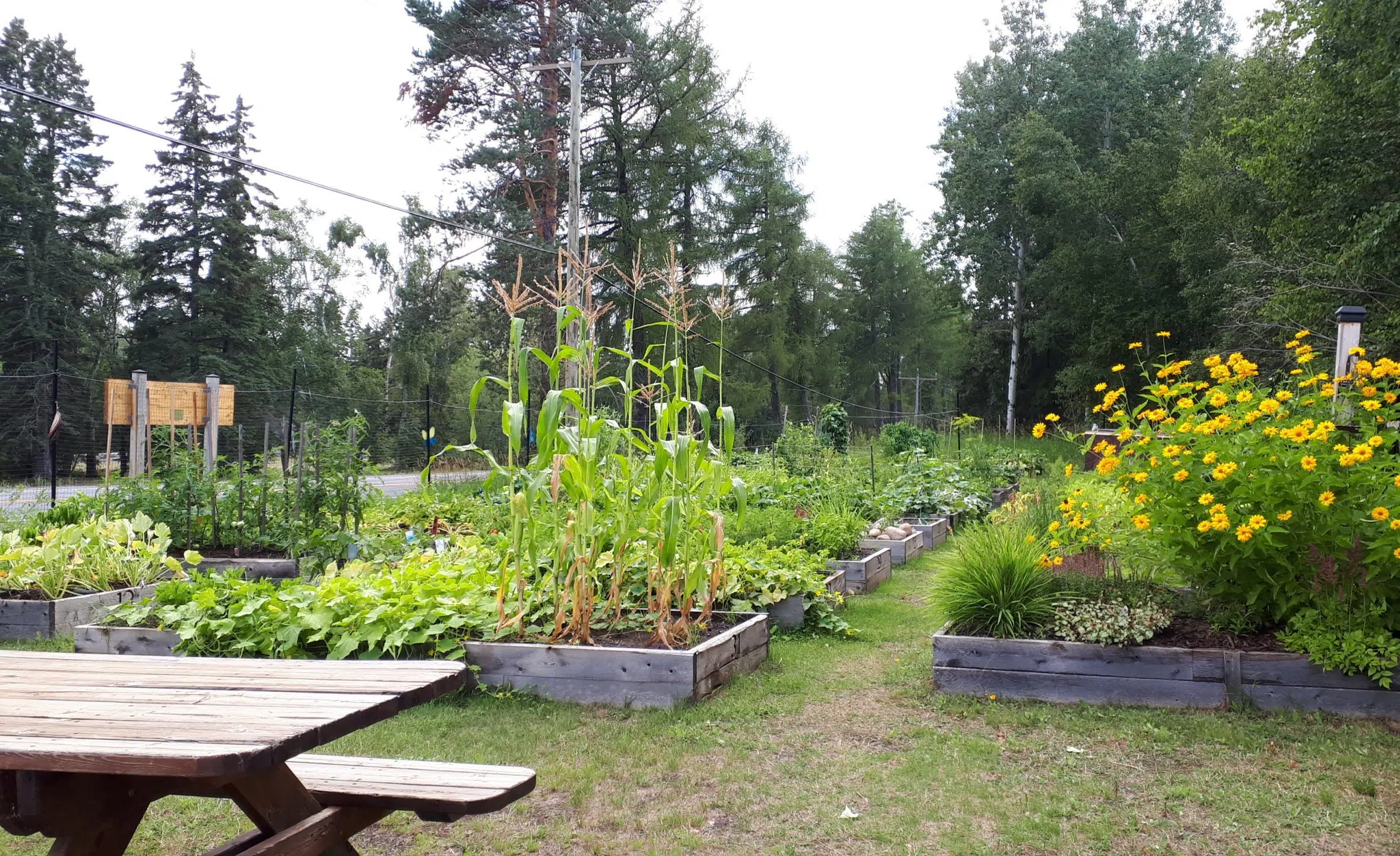 Community Garden Closure Lifted