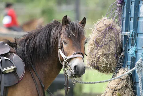 Pandemic Cancels Murillo Fair