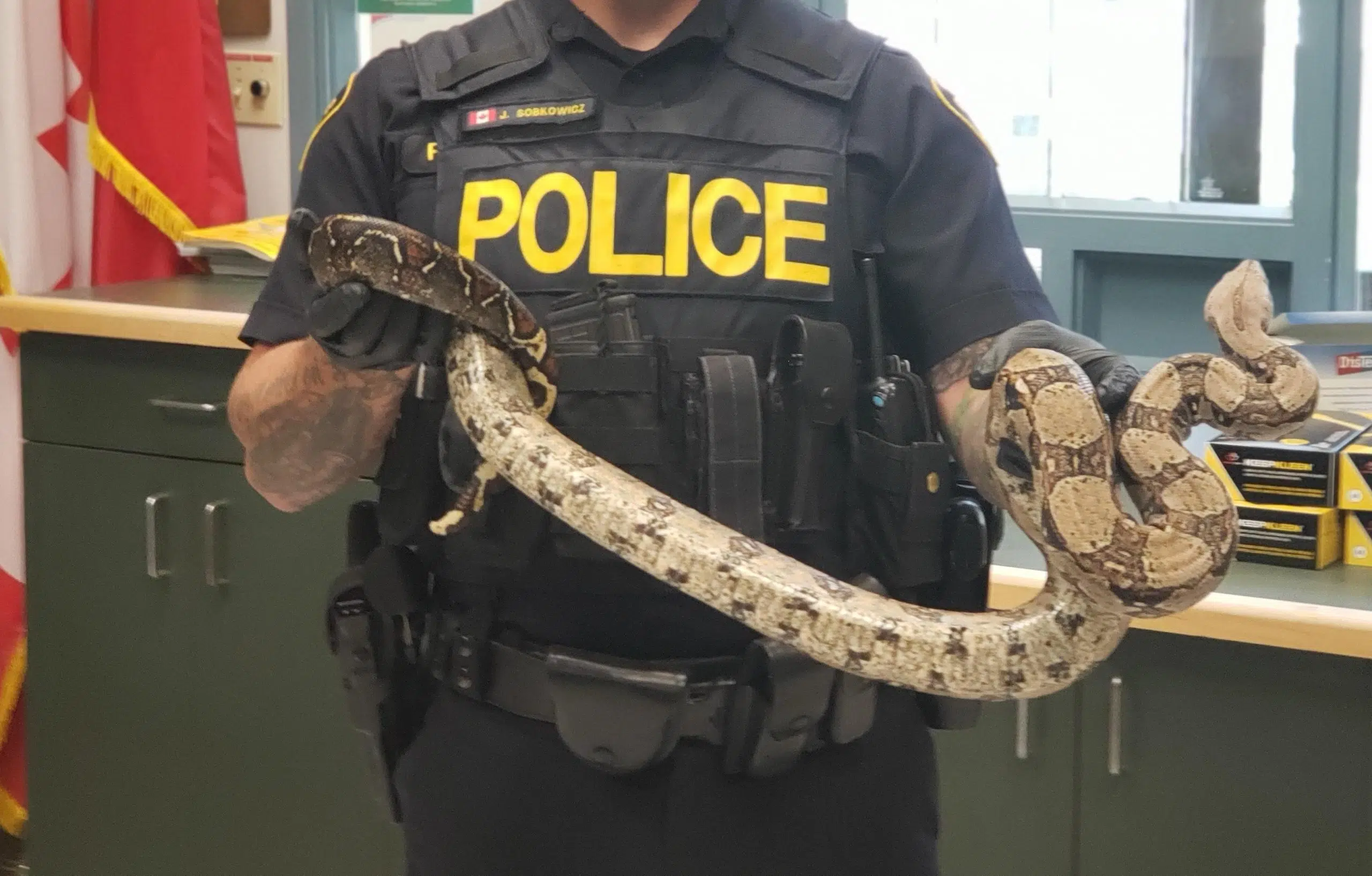 Snake Found In Fort Frances