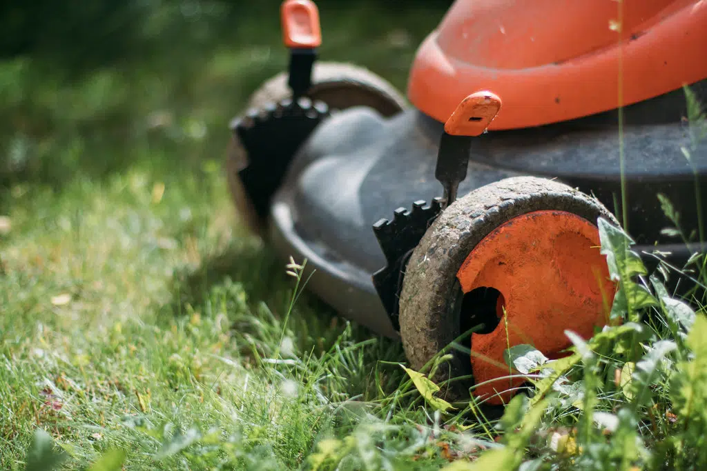 Help the Bees With Slow Mow May