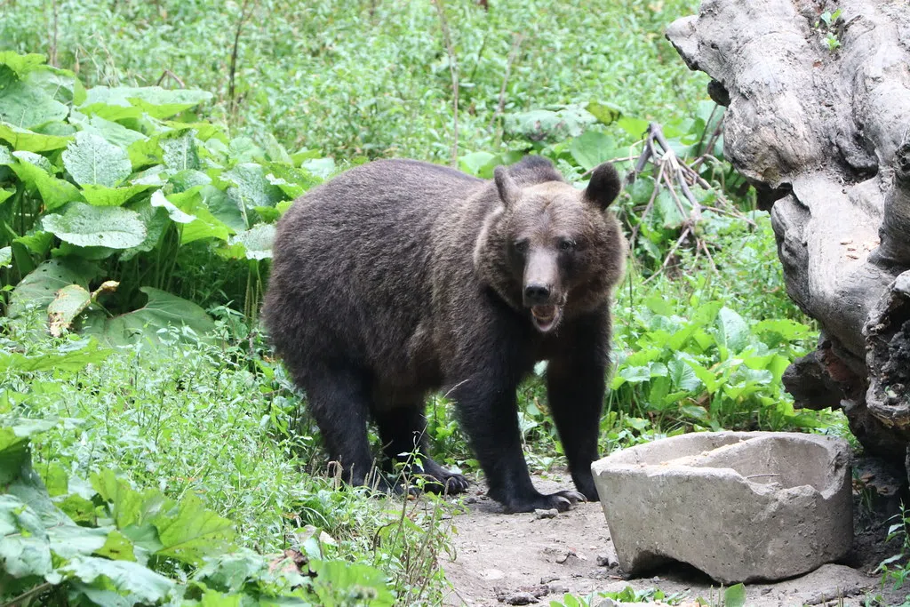 WATCH Girl Pushes Bear Over Fence 99.9 THE BAY