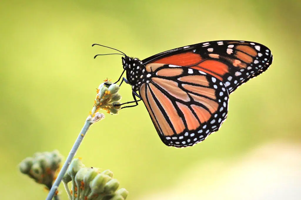 Monarch Butterflies Now On Endangered List Country 105 Thunder Bay