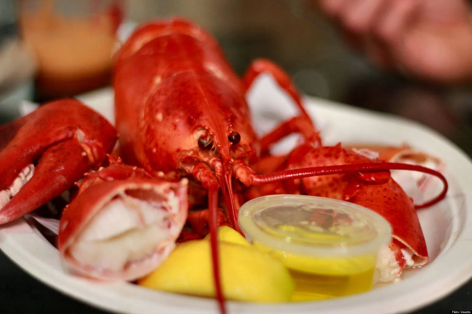 31st Annual Shelburne County Lobster Festival “Huge Success” Country