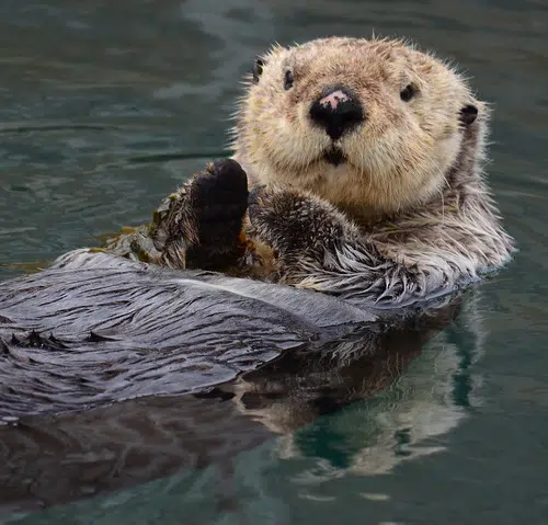 smiling sea otter