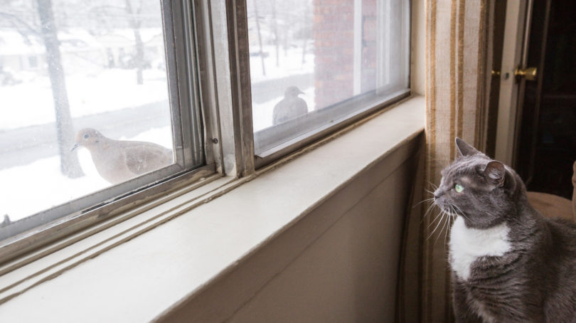 Greetings And Leavings, What Do You Say To Your Pets? - Vimarsana News