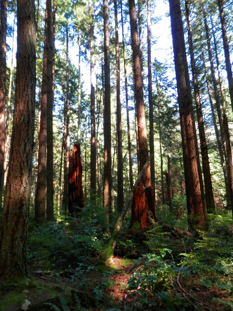 Some BIG Tree News For NS - Vimarsana News