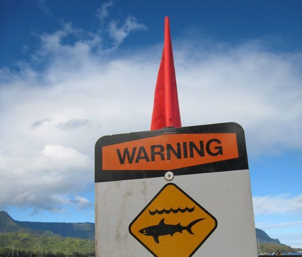 SHARK!! Find The Sharks In Our Neighborhood. Here Fishy, Fishy… - Vimarsana News