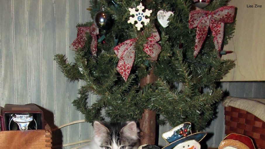 How To Deal With Your Pet's Christmas Tree Drinking Problem - Vimarsana News