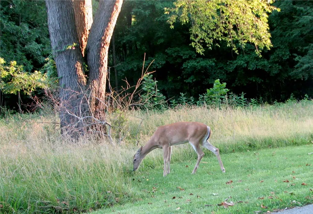 DNR to offer 4,785 antlerless deer tags this season