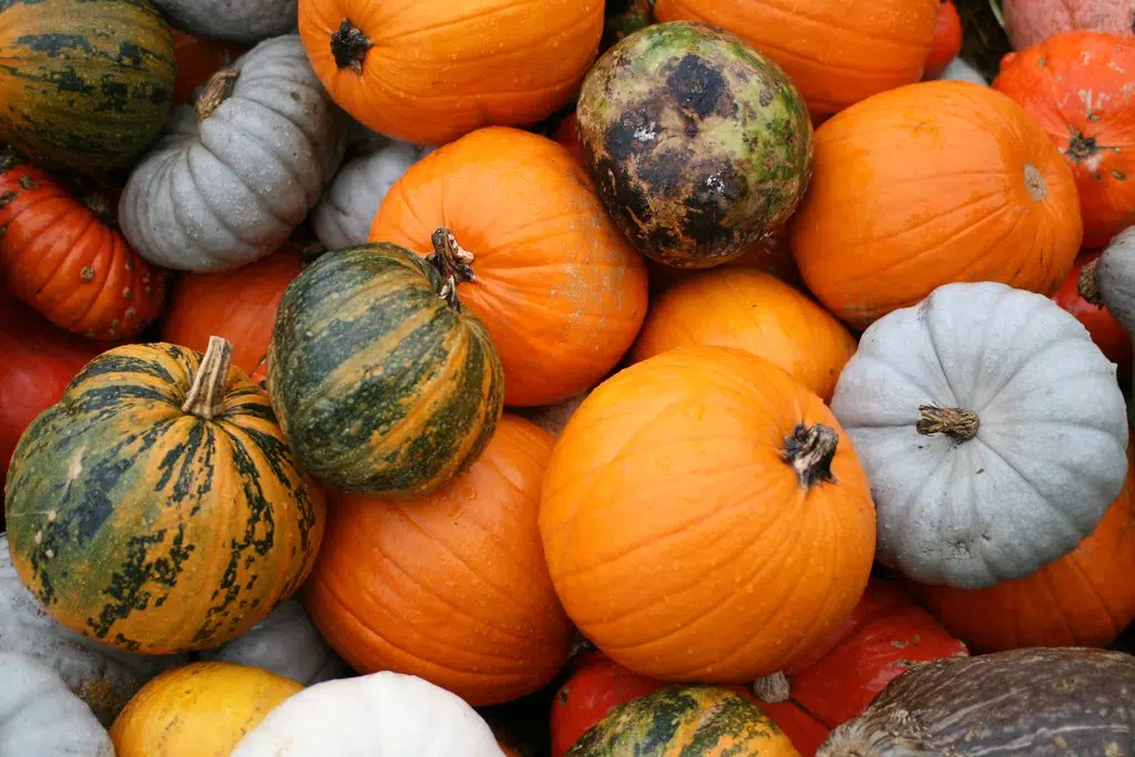 Nature Conservancy: Don’t throw Halloween pumpkins in the woods