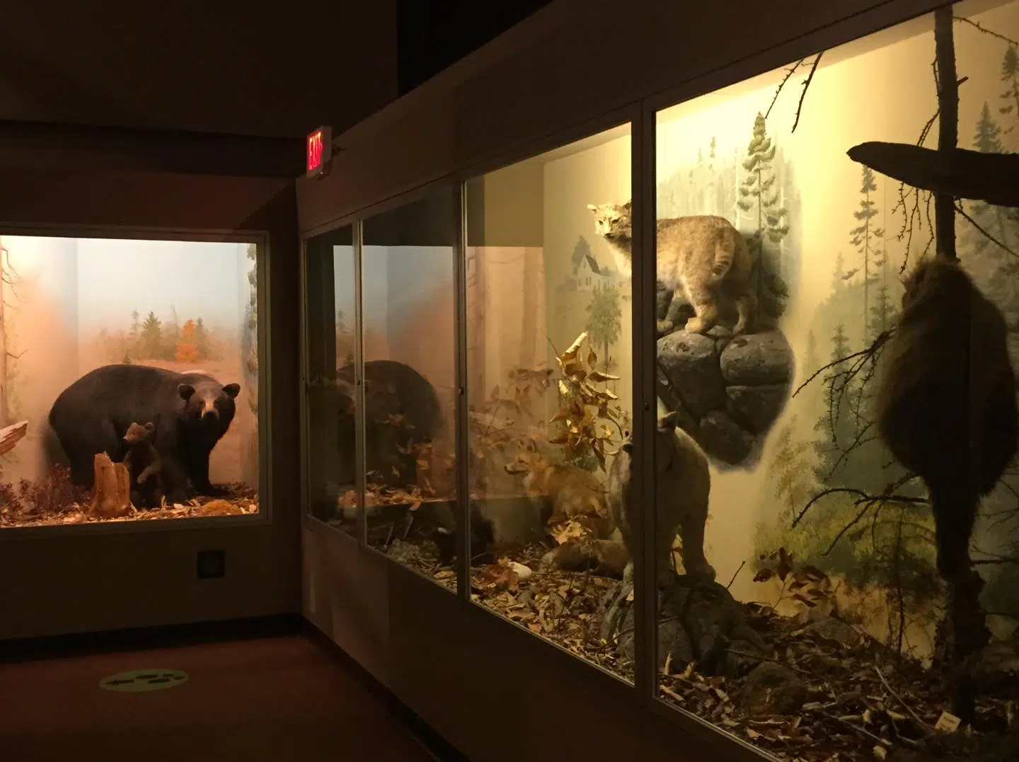 NS Museum of Natural History To Replace Long Standing Exhibits