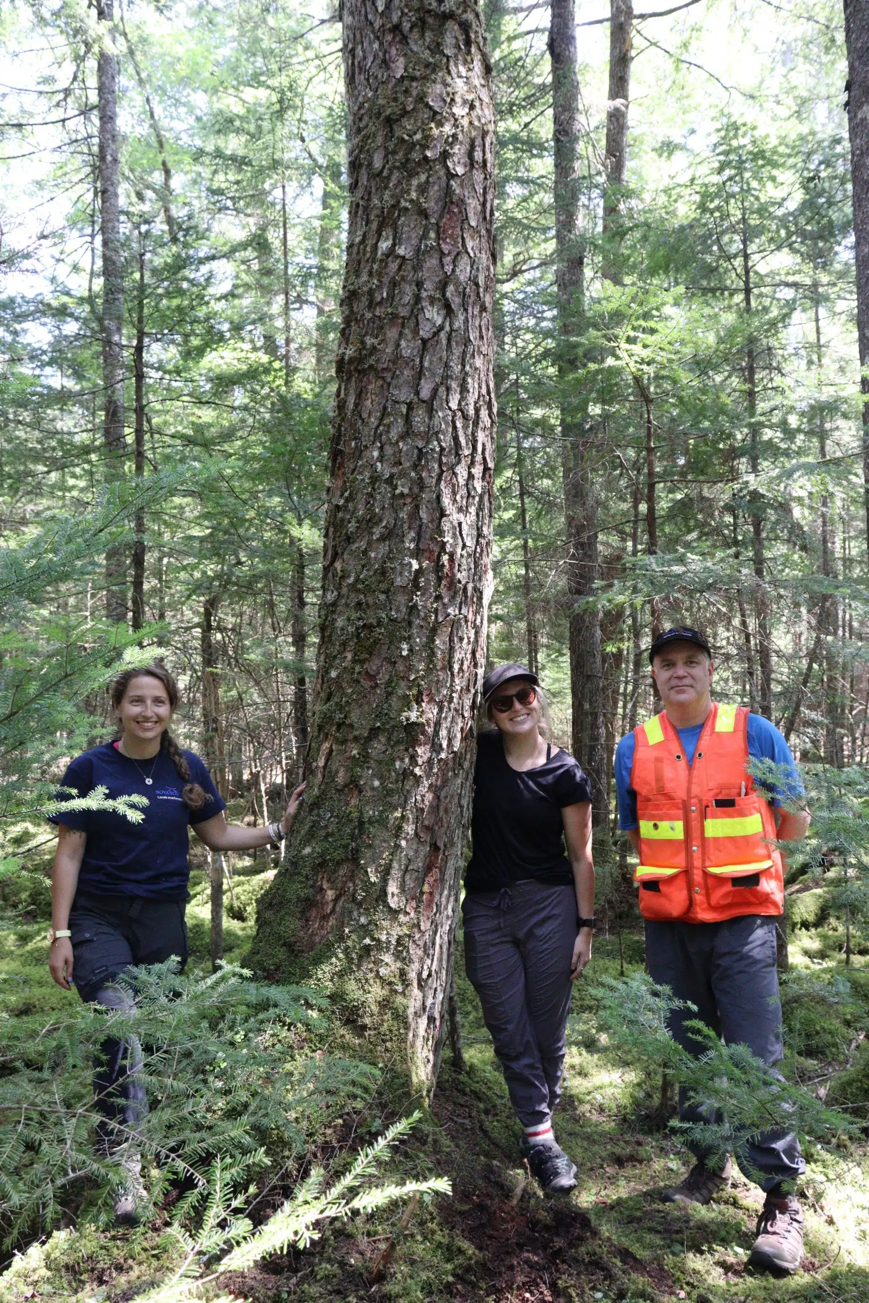 532-Year-Old Hemlock Discovered in Hubbards Is The Oldest Tree In The Maritimes