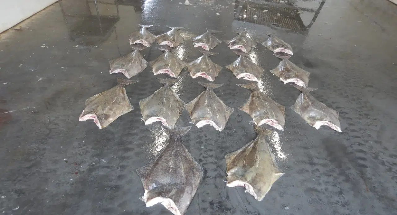 DFO Lays 66 Charges in Relation To Undersized Halibut