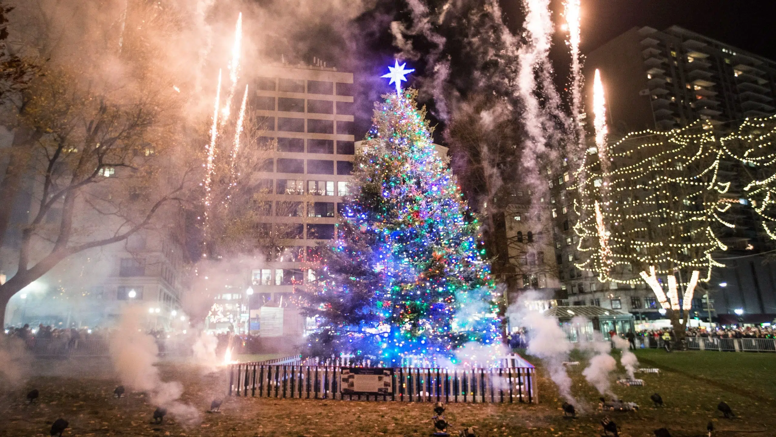 VIDEO: Deck the halls, Nova Scotia's annual Christmas tree gift a Boston 'superstar'
