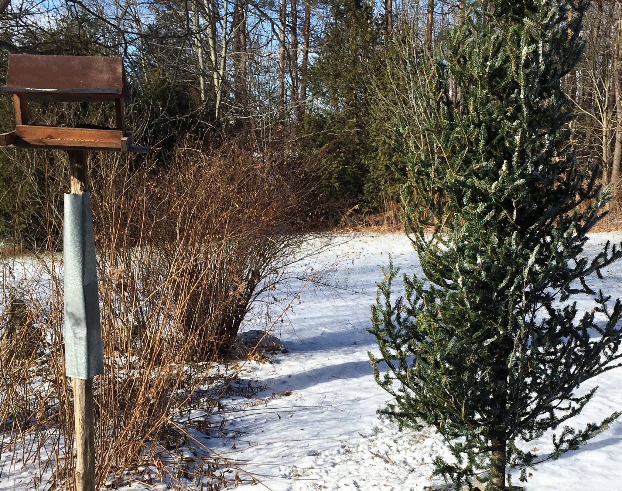 NCC: ‘Leave Your Christmas Tree In The Backyard’