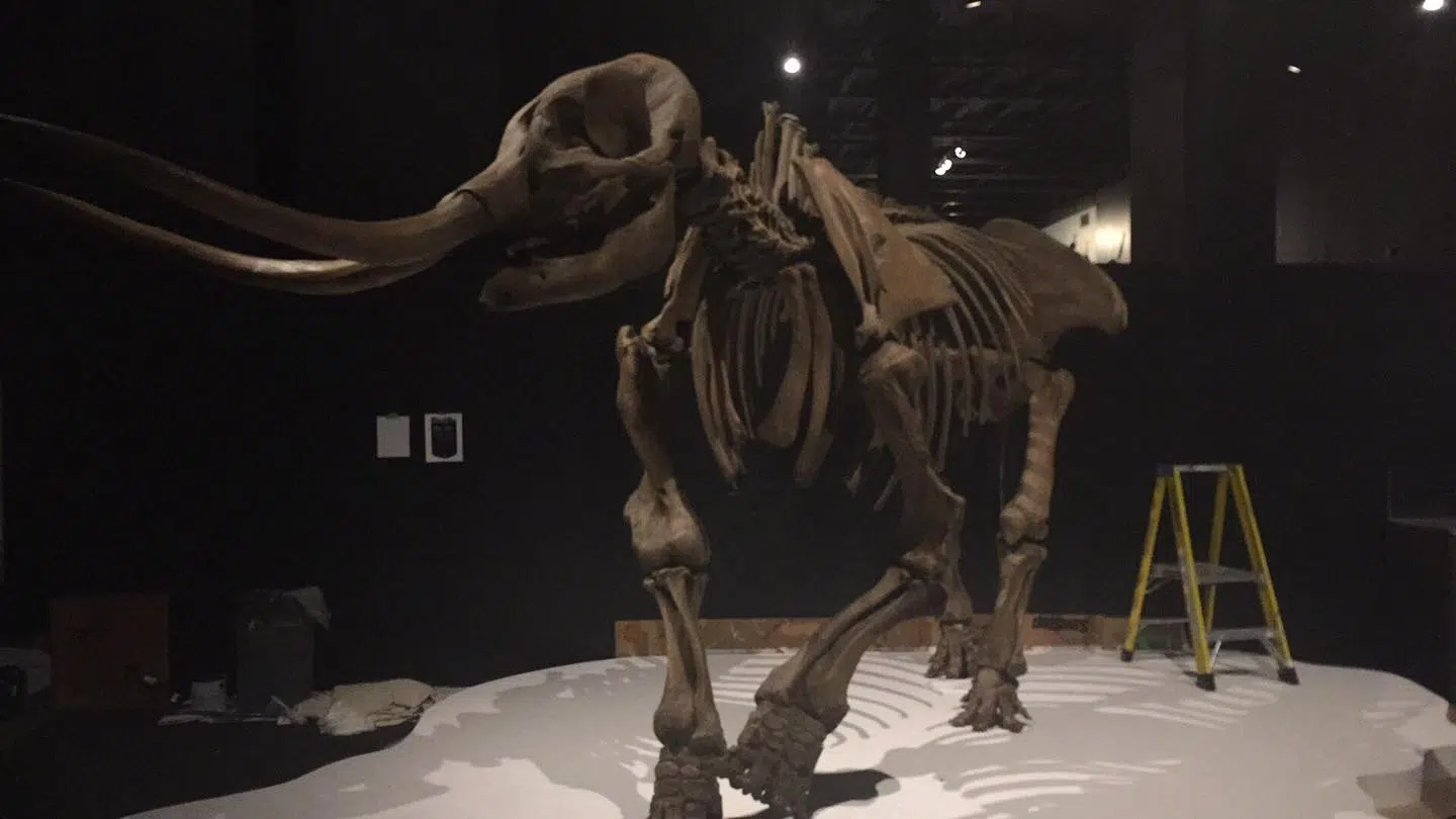 Get to know the age of the Mastodon with new exhibit in Halifax