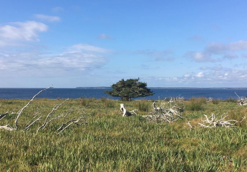 East Ironbound Island Hosting Creative Residency - Vimarsana News